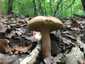 Nyári vargánya (Boletus reticulatus), Budai-hegység. Világosbarna, esetleg fehéres, kissé kiemelkedő hálózat